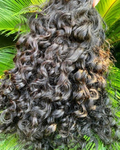 Burmese Curly