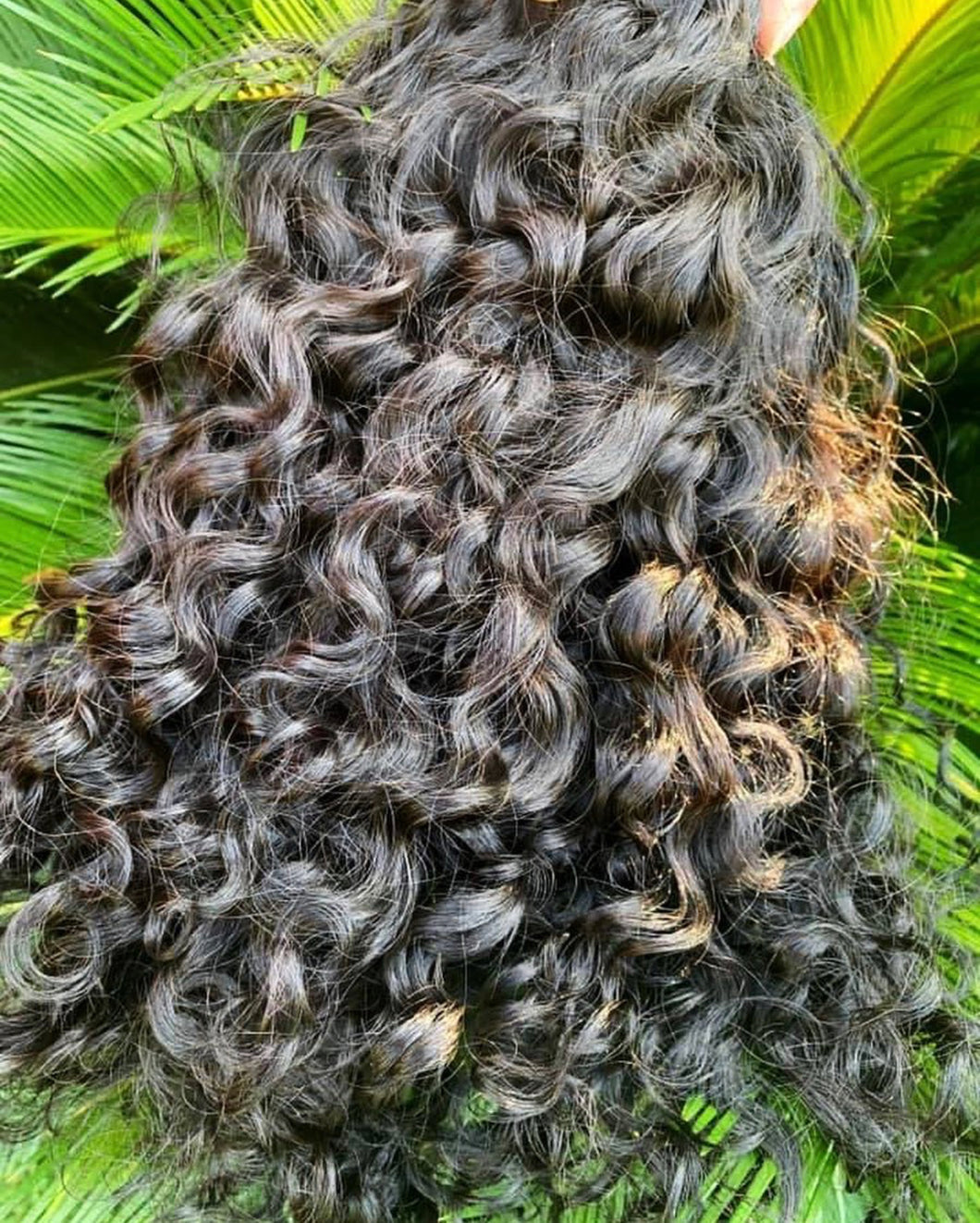 Burmese Curly